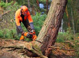 Best Tree Preservation Services  in Lower Grand Lagoon, FL